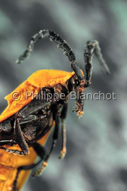 Lycide burkina.JPG - Lycie (Portrait)Net winged beetleColeopteraLycidaeBurkina Faso